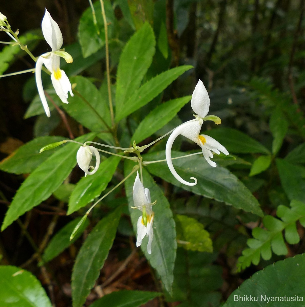 Impatiens cornigera Arn.